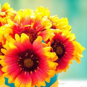 Meet your Posher, Tammie